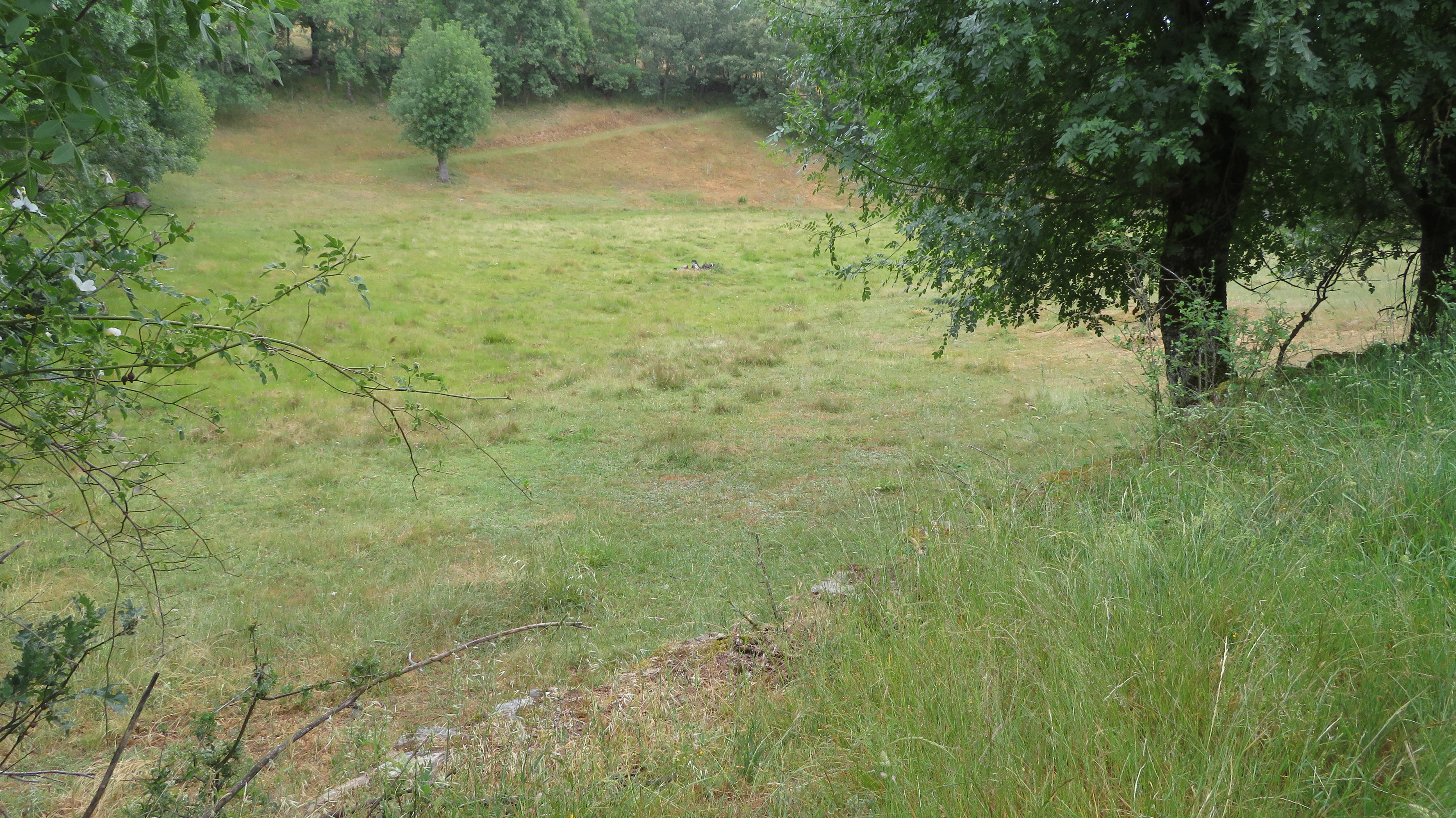 Angueira-Lameiro de la Francosa